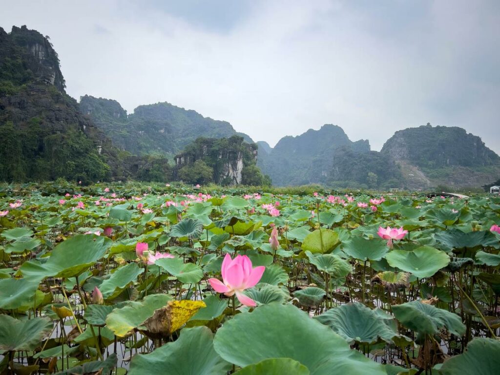 Éclosion tranquille
