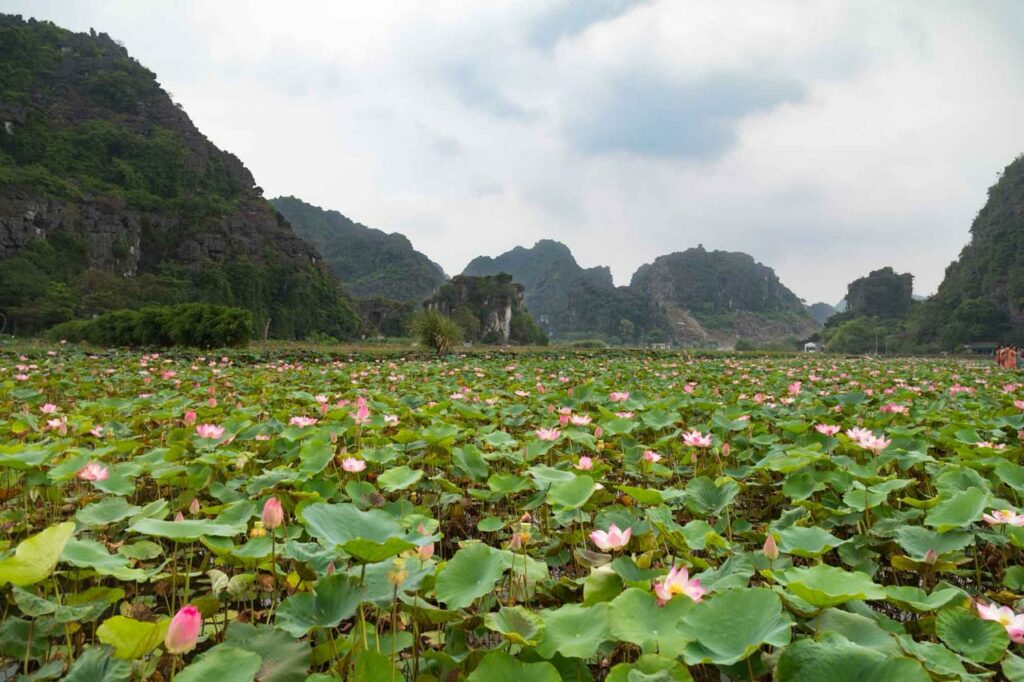 Le Songe des Montagnes Roses